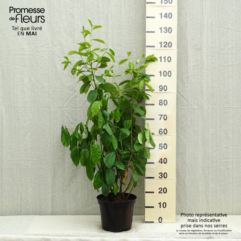 Prunus laurocerasus - Cherry Laurel 7.5L/10L pot sample as delivered in spring