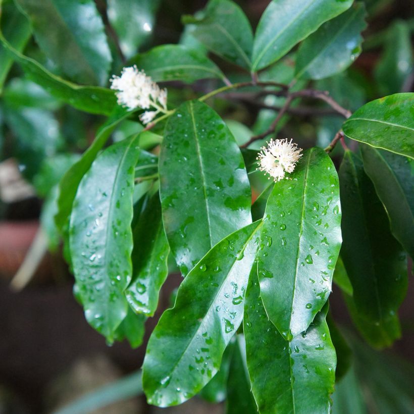 Prunus laurocerasus - Cherry Laurel (Flowering)