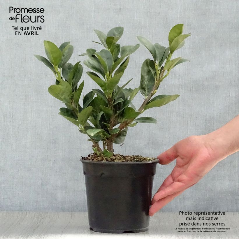 Prunus laurocerasus Miniredia - Cherry Laurel 2L/3L pot sample as delivered in spring