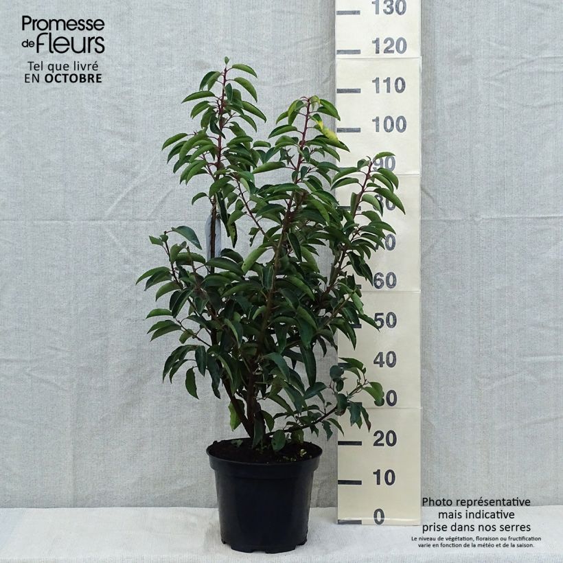 Prunus lusitanica - Portuguese Laurel 7.5L/10L pot sample as delivered in autumn
