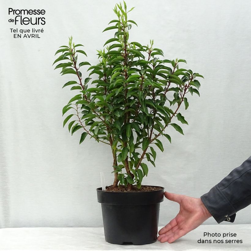Prunus lusitanica Angustifolia - Portuguese Laurel 3L/4L pot sample as delivered in spring