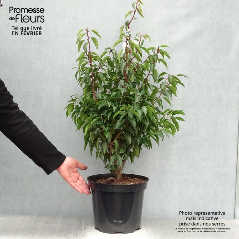 Prunus lusitanica Angustifolia - Portuguese Laurel 7.5L/10L pot sample as delivered in winter