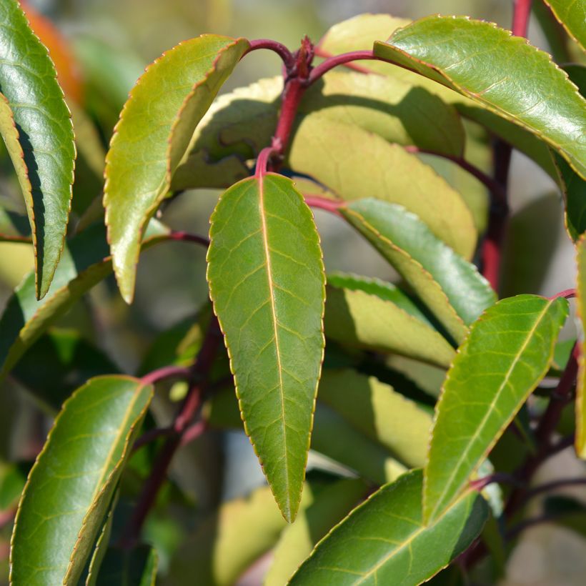 Prunus lusitanica Angustifolia - Portuguese Laurel (Foliage)