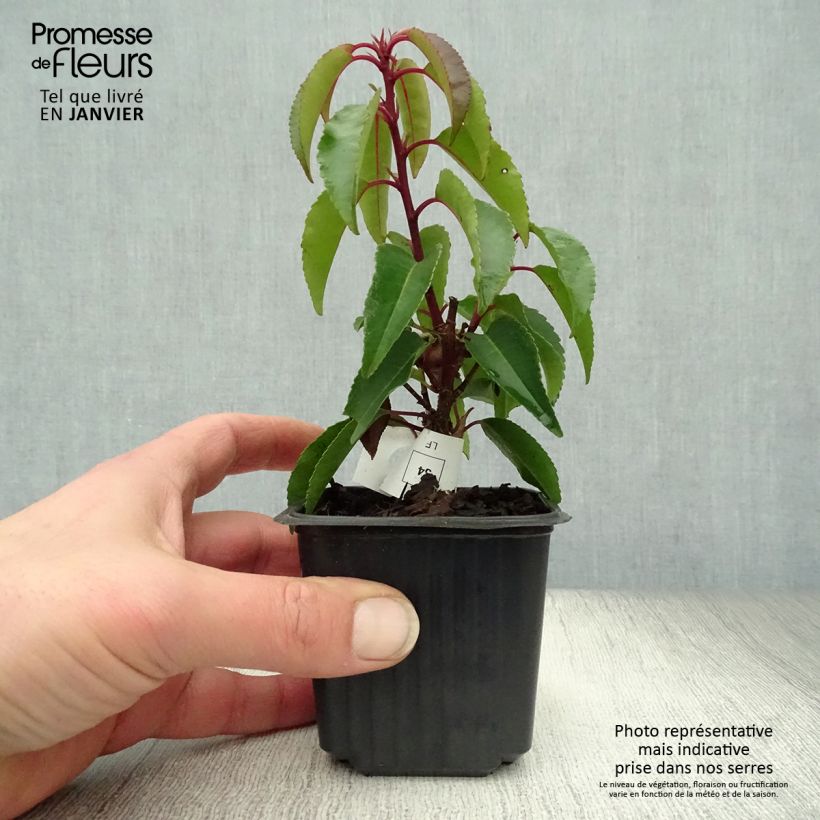 Prunus lusitanica Angustifolia - Portuguese Laurel 8/9 cm pot sample as delivered in winter