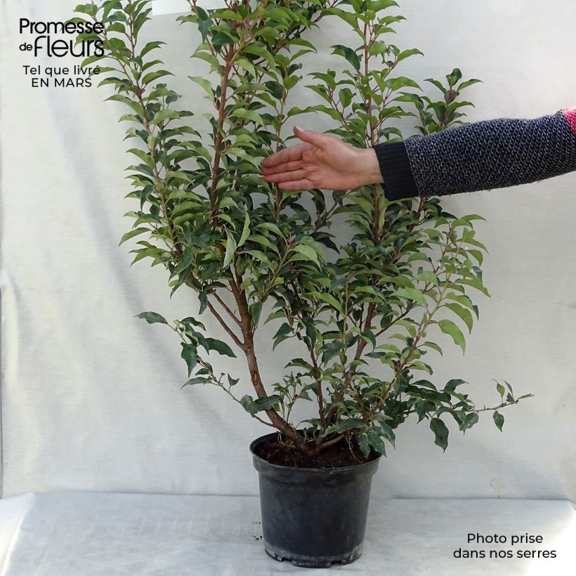 Prunus lusitanica Brenelia - Portuguese Laurel 7.5L/10L pot sample as delivered in spring