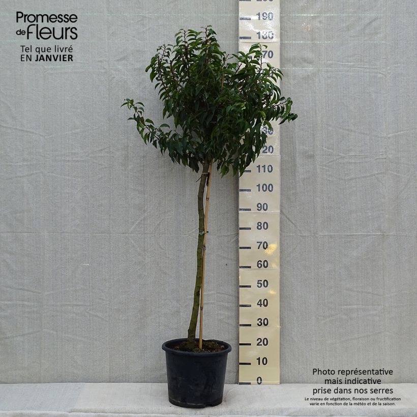 Prunus lusitanica Myrtifolia 7.5L/10L pot sample as delivered in winter