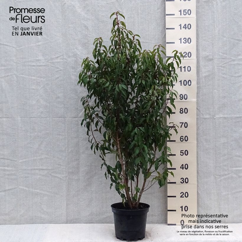 Prunus lusitanica Myrtifolia 6L/7L pot sample as delivered in winter