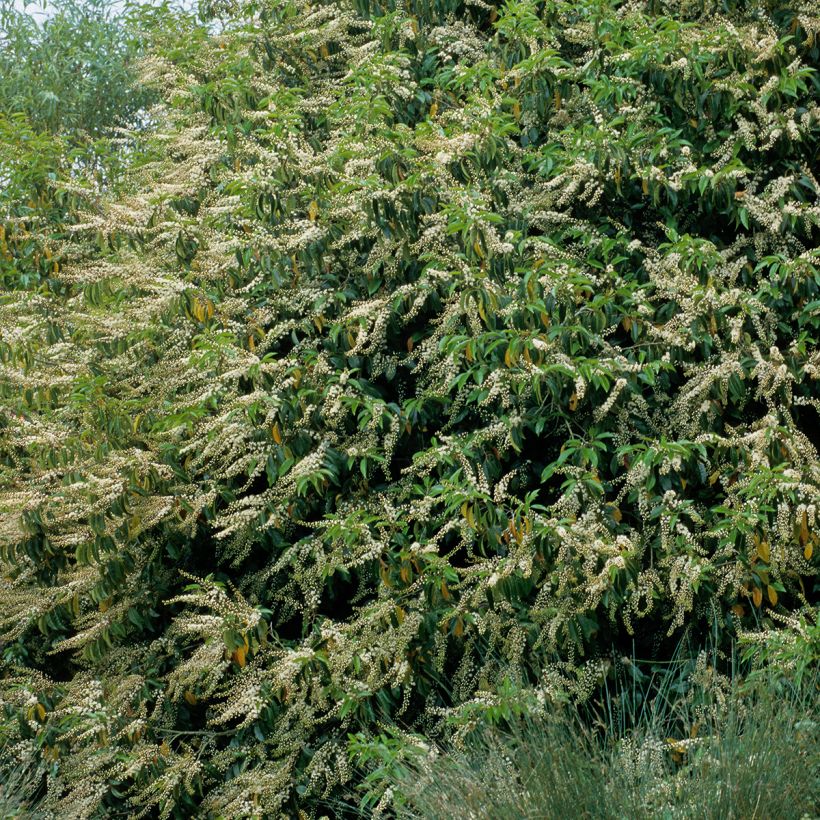 Prunus lusitanica - Portuguese Laurel (Plant habit)