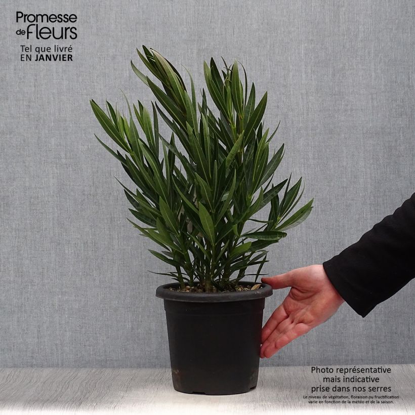 Nerium oleander Angiolo Pucci 3L/4L pot sample as delivered in winter