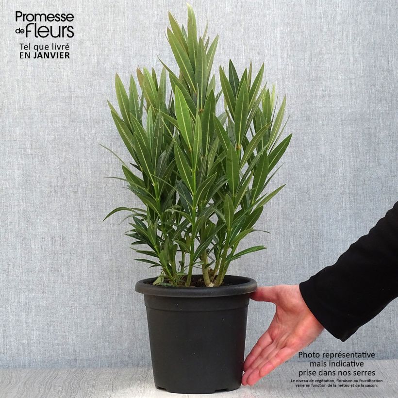 Nerium oleander Emilie 3L/4L pot sample as delivered in winter