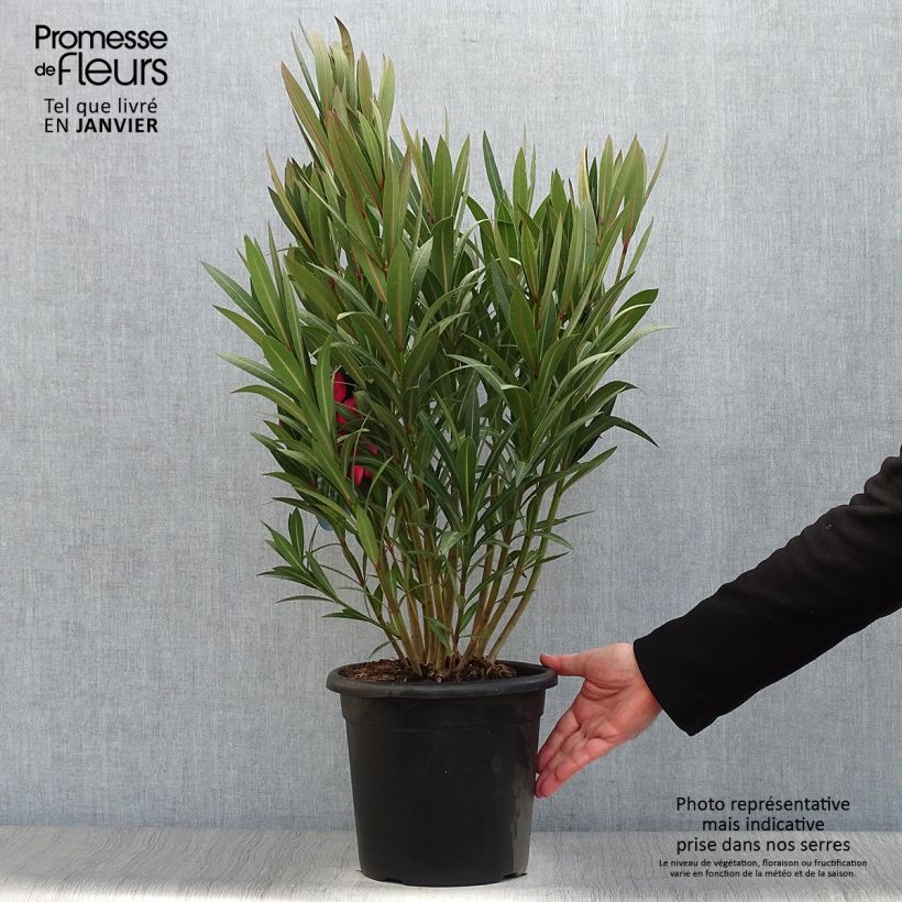 Nerium oleander Italia 3L/4L pot sample as delivered in winter
