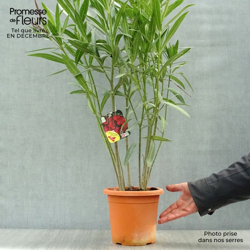Nerium oleander Jannoch 3L/4L pot sample as delivered in winter