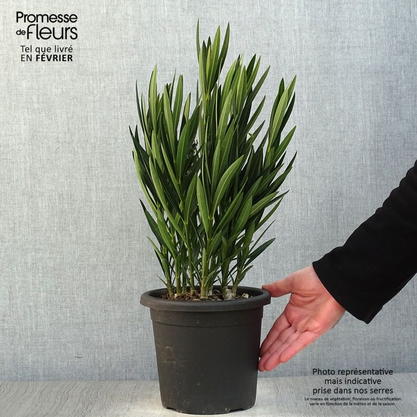 Nerium oleander Luteum Plenum 3L/4L pot sample as delivered in winter