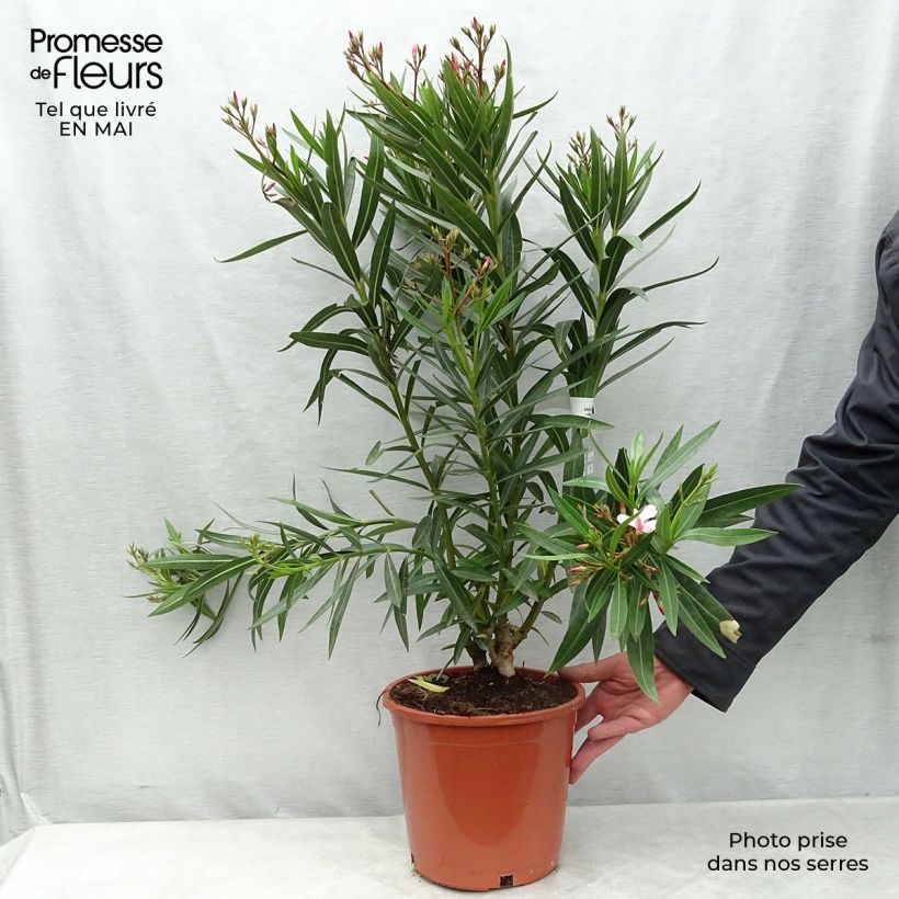 Nerium oleander - Rose Bay 6L/7L pot sample as delivered in spring