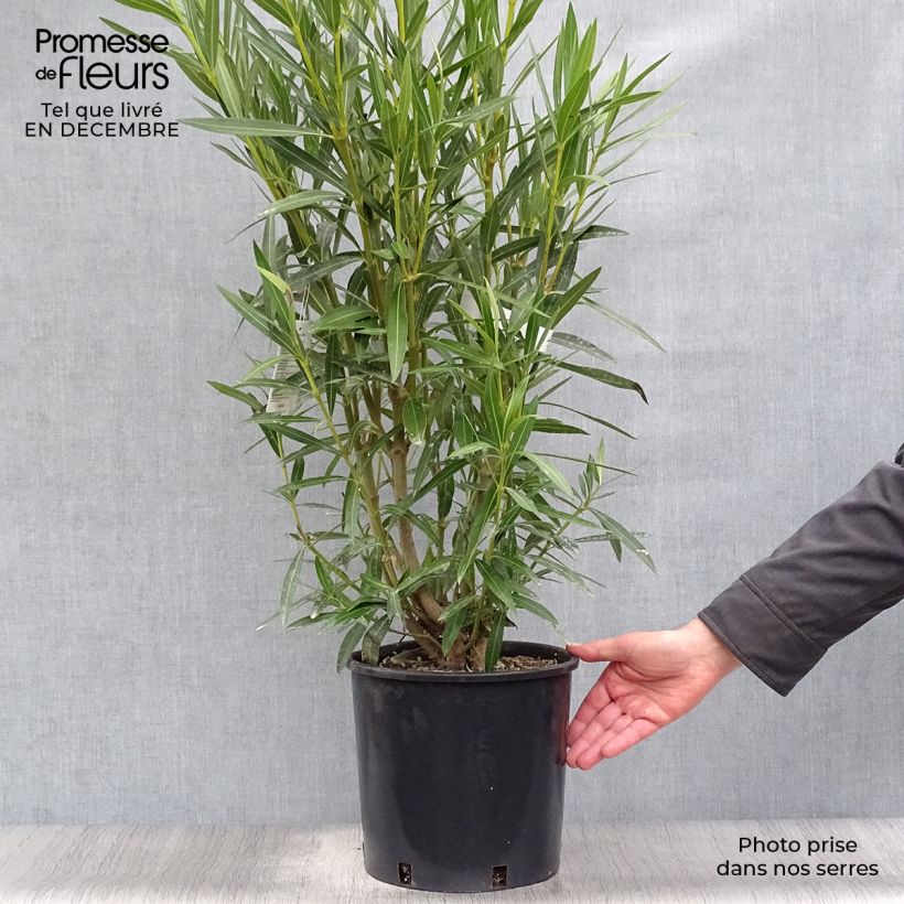 Nerium oleander Blanc 6L/7L pot sample as delivered in winter