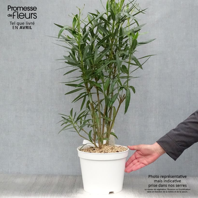 Nerium oleander Blanc 6L/7L pot sample as delivered in spring