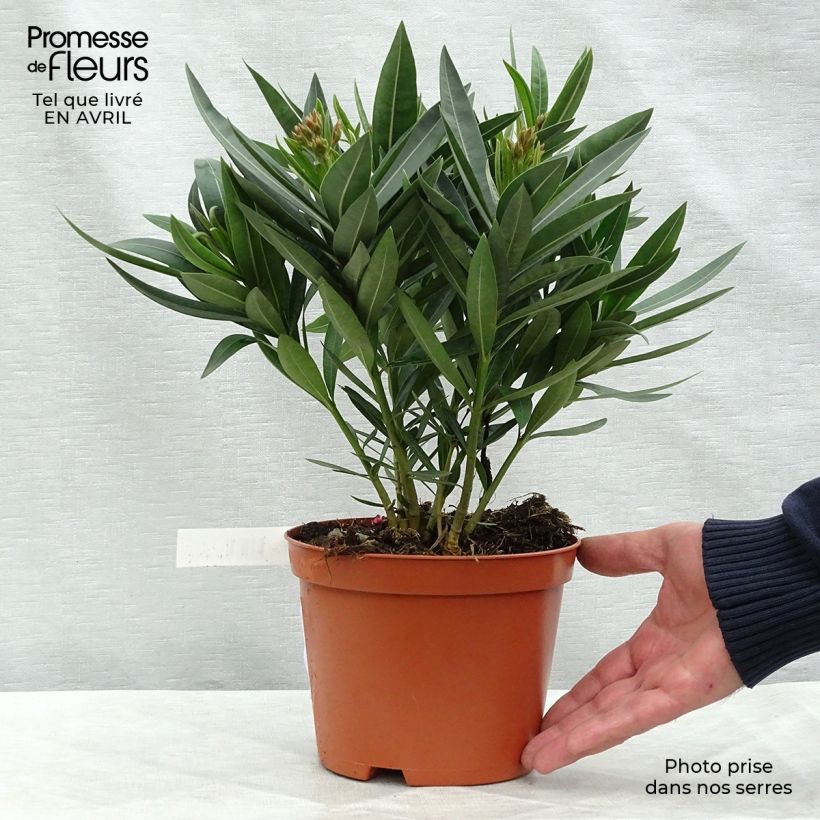 Iris germanica Fashion Statement 8/9 cm pot sample as delivered in spring