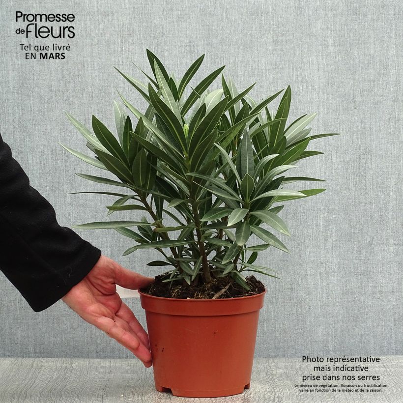 Nerium oleander Double Red 2L/3L pot sample as delivered in spring