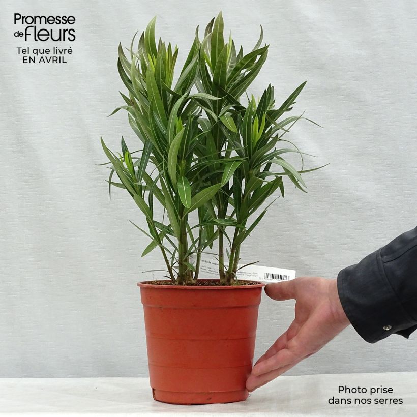 Rose Bay - Nerium oleander Red Single 2L/3L pot, Bush sample as delivered in spring