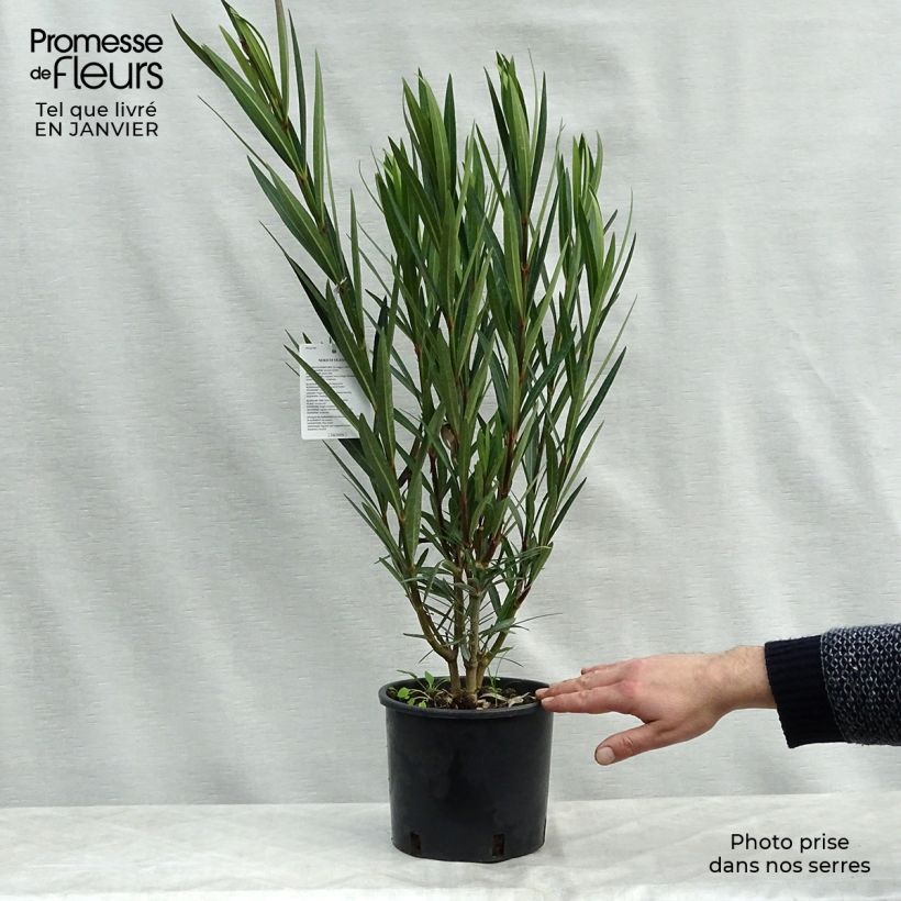 Nerium oleander Salmon 2L/3L pot sample as delivered in winter