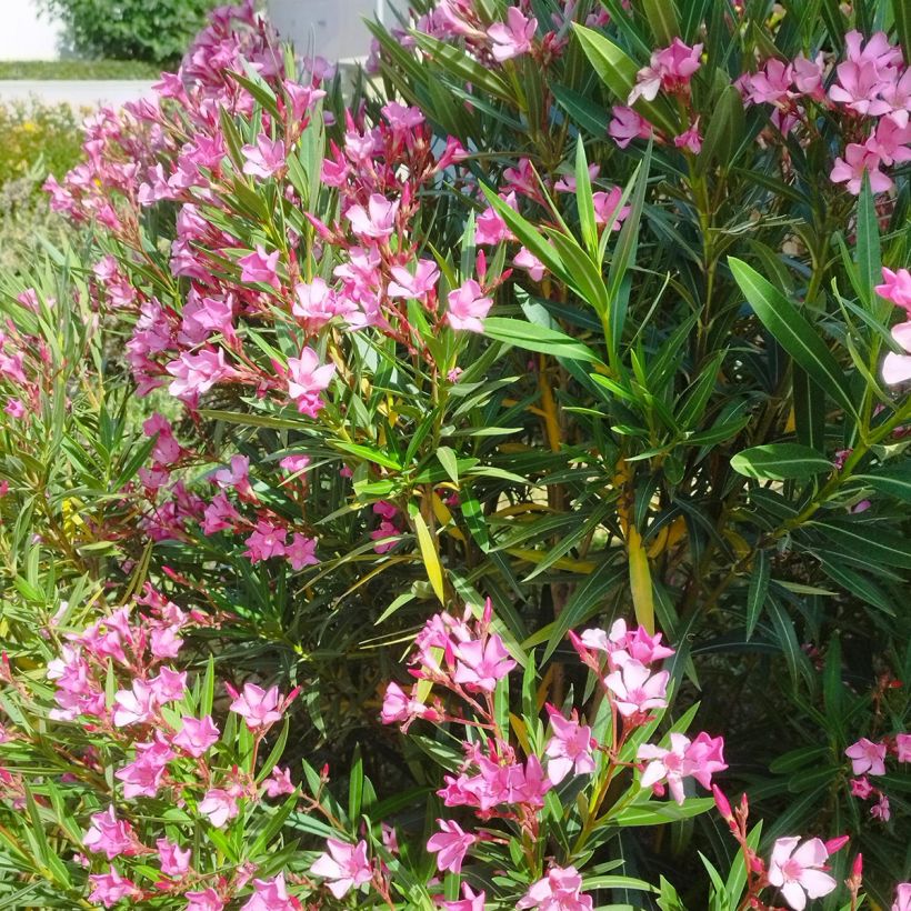 Nerium oleander - Rose Bay (Plant habit)