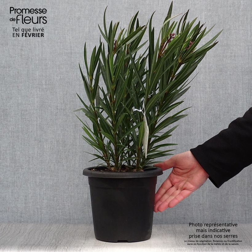 Nerium oleander Papa Gambetta 2L/3L pot sample as delivered in winter
