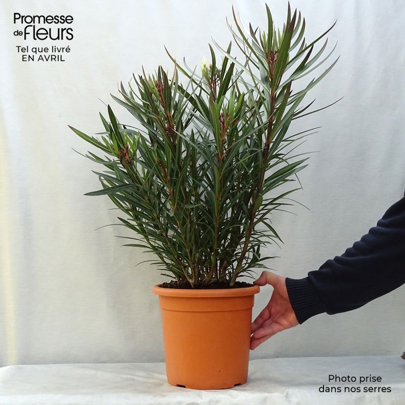 Nerium oleander Papa Gambetta 2L/3L pot, Bush sample as delivered in spring