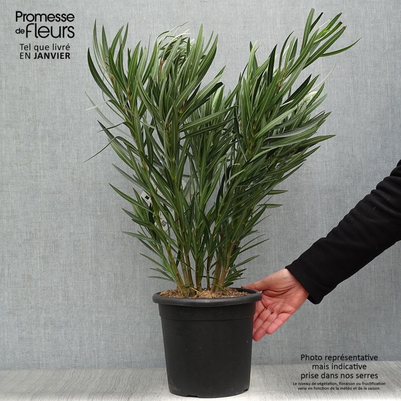Nerium oleander Papa Gambetta 7.5L/10L pot sample as delivered in winter