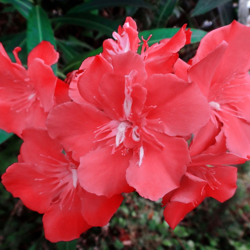 Nerium oleander Scarlet Beauty (Flowering)