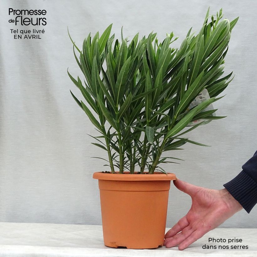 Nerium oleander Sister Agnes 3L/4L pot, Bush sample as delivered in spring