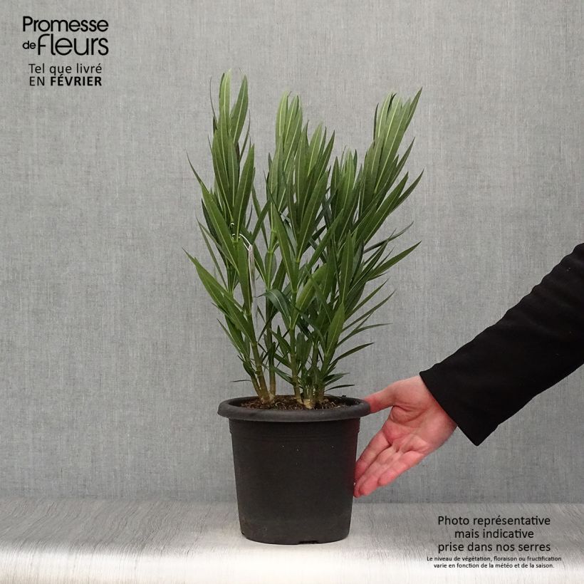 Nerium oleander Sister Agnes 3L/4L pot sample as delivered in winter