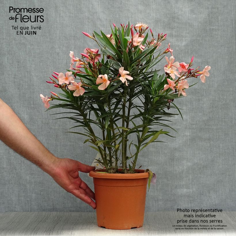 Nerium oleander Soleil Levant 3L/4L pot, Bush sample as delivered in summer