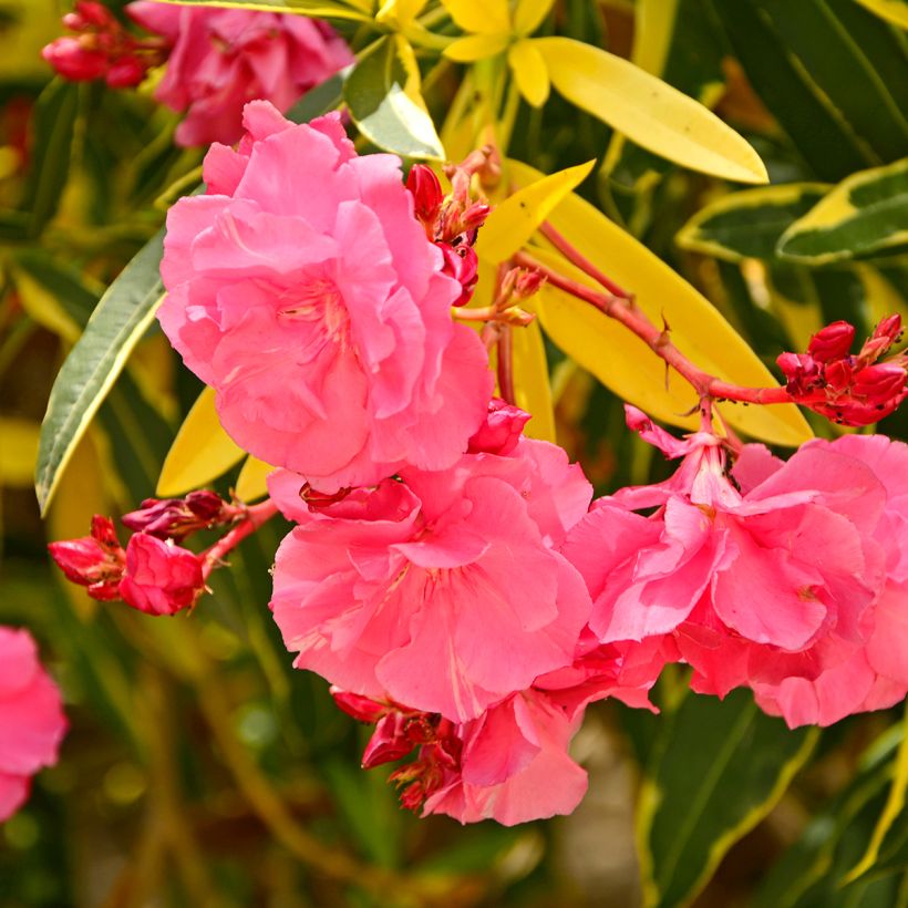 Nerium oleander Variegata (Flowering)