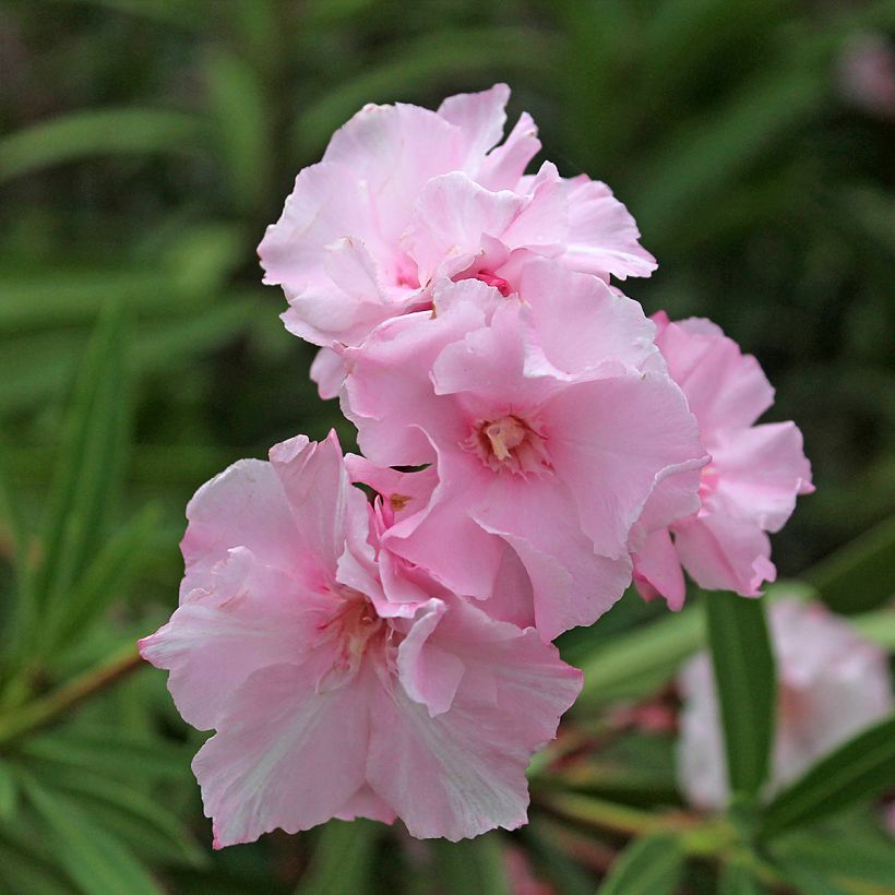 Nerium oleander Roseum Plenum (Flowering)