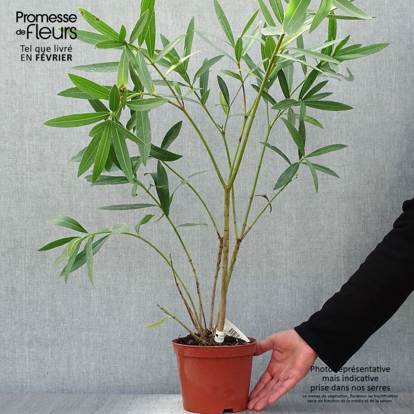 Nerium oleander Roseum Plenum 2L/3L pot sample as delivered in autumn
