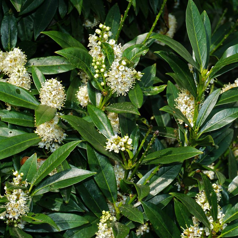 Laurus nobilis Jerusalem - Bay Laurel (Flowering)