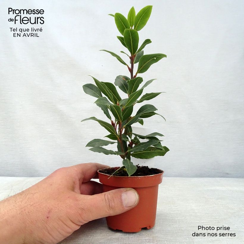 Laurus nobilis - Bay Laurel 10cm/11cm pot sample as delivered in spring