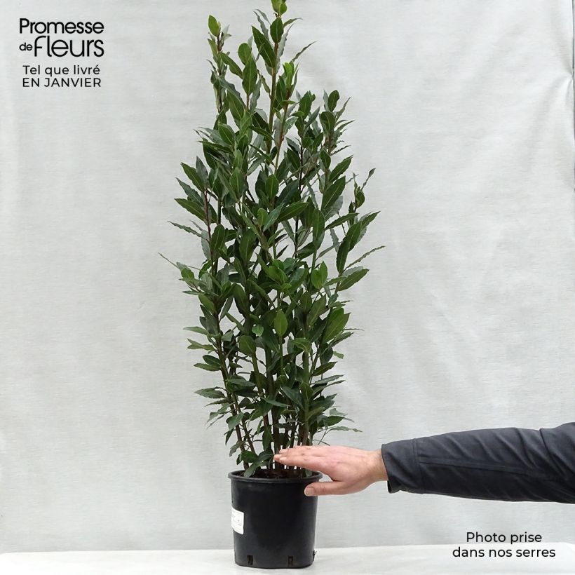 Laurus nobilis - Bay Laurel 2L/3L pot sample as delivered in winter