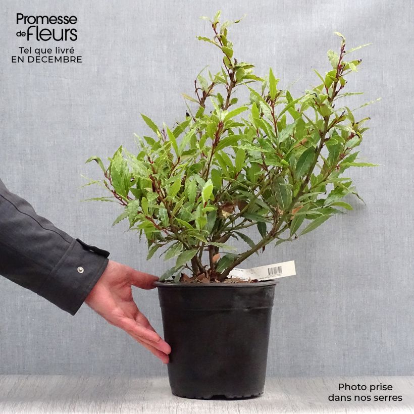 Laurus nobilis Little Ragu - Bay Laurel 4L/5L pot sample as delivered in winter