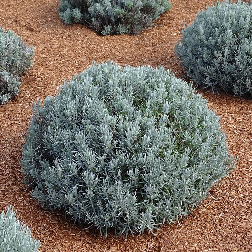 Lavandula intermedia Phenomenal - Lavandin (Plant habit)