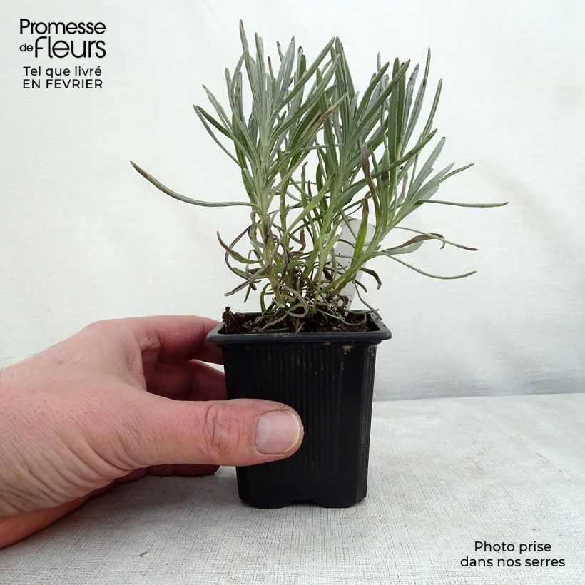 Lavandula intermedia Phenomenal - Lavandin 8/9 cm pot sample as delivered in winter