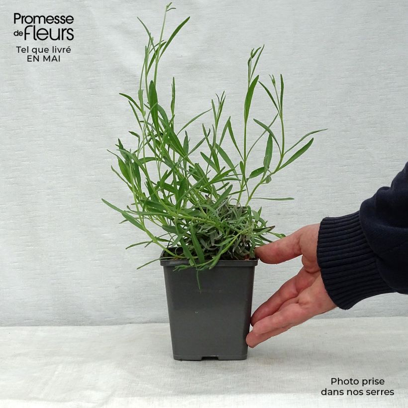 Lavandula intermedia Phenomenal - Lavandin 8/9 cm pot sample as delivered in spring