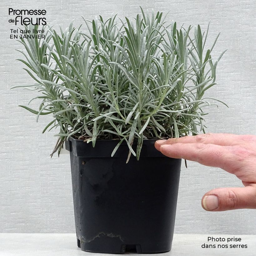 Lavandula intermedia Phenomenal - Lavandin 2L/3L pot sample as delivered in winter