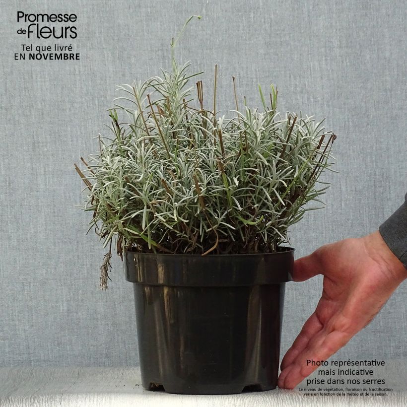 Lavandula intermedia Phenomenal - Lavandin 2L/3L pot sample as delivered in autumn