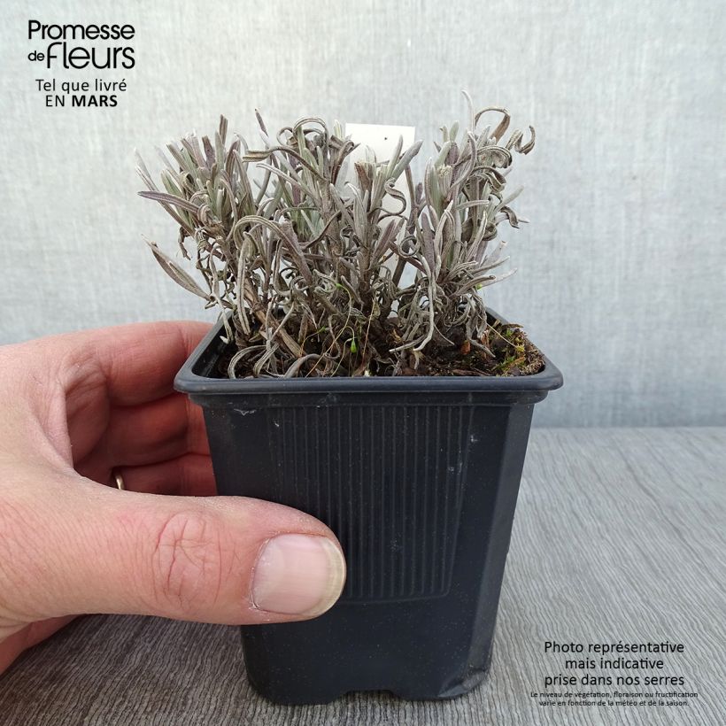 Lavandula intermedia Platinum Blonde - Lavandin 8/9 cm pot sample as delivered in winter