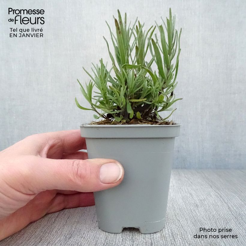 Lavandula x chaytorae Richard Gray - Hybrid Lavender 8/9 cm pot sample as delivered in winter