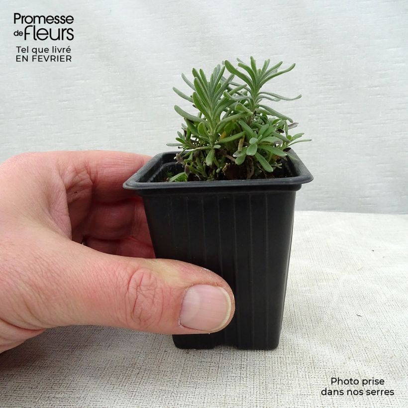 Lavandula officinalis 7/8 cm pot sample as delivered in winter