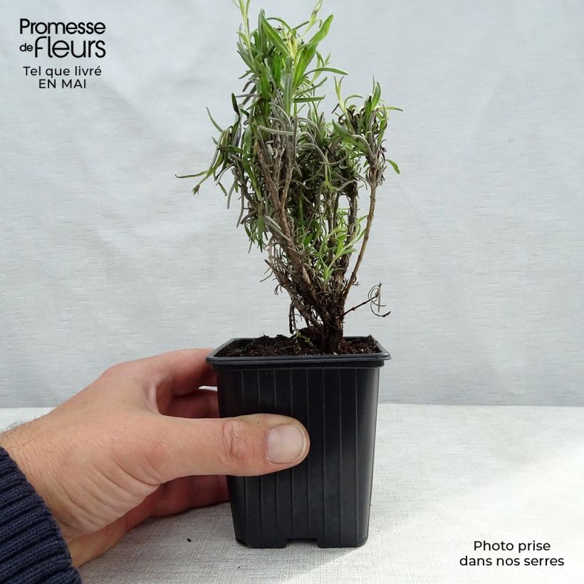 Lavandula officinalis 7/8 cm pot sample as delivered in spring