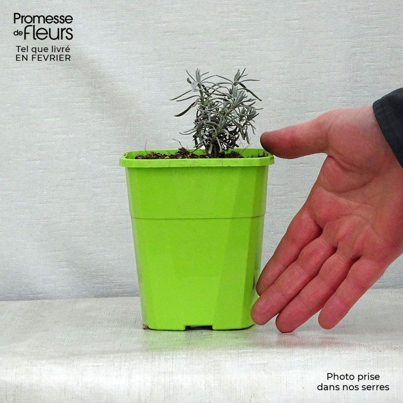 Lavandula angustifolia Bleu de Gien - True Lavender 1L/1.5L pot sample as delivered in winter