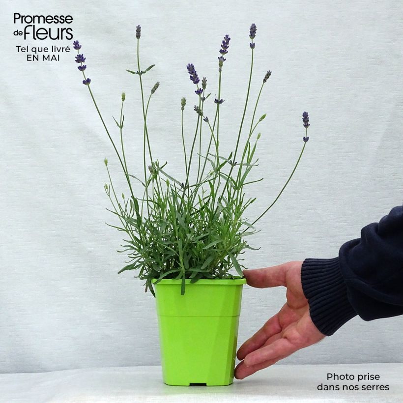 Lavandula angustifolia Bleu de Gien - True Lavender 1L/1.5L pot sample as delivered in spring